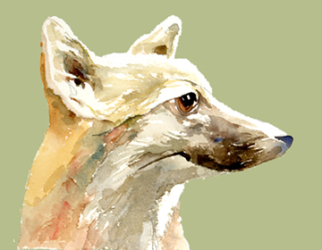 fox -- head in profile